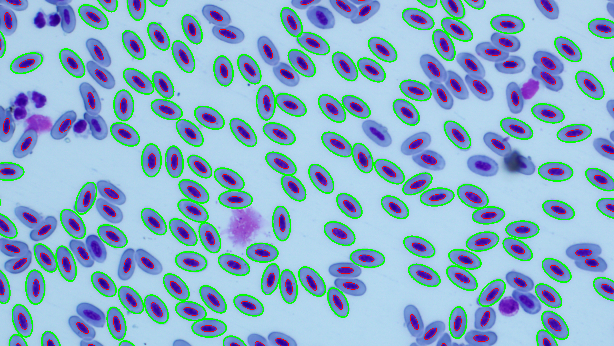 Detection of Avian Red Blood Cells